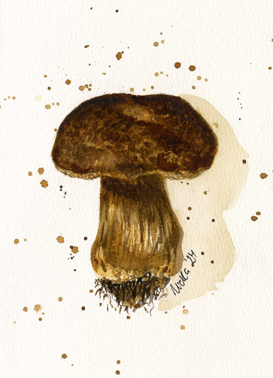 Porcini