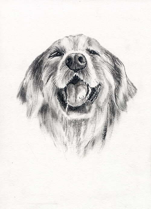 random dog.jpg